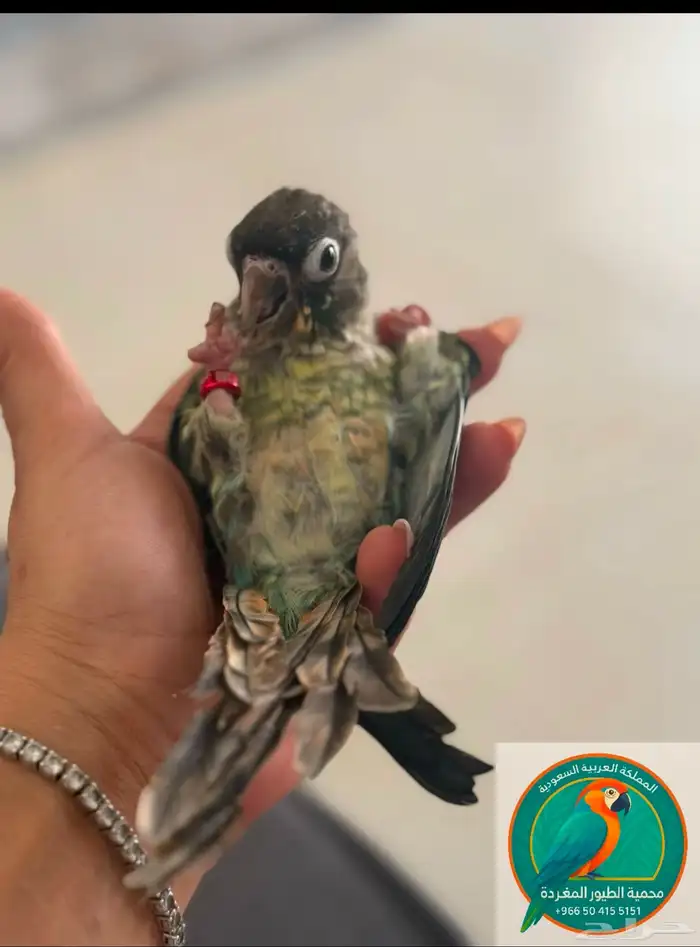 محمية الطيور المغردة 3