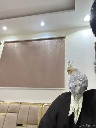 كروان لاتينو نظيف ولعوب وهادي 1