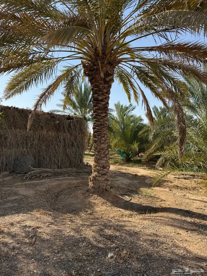 نخله ارتفاع ثلاث متر ونصف النوع حلوه سليمة من الامراض 0