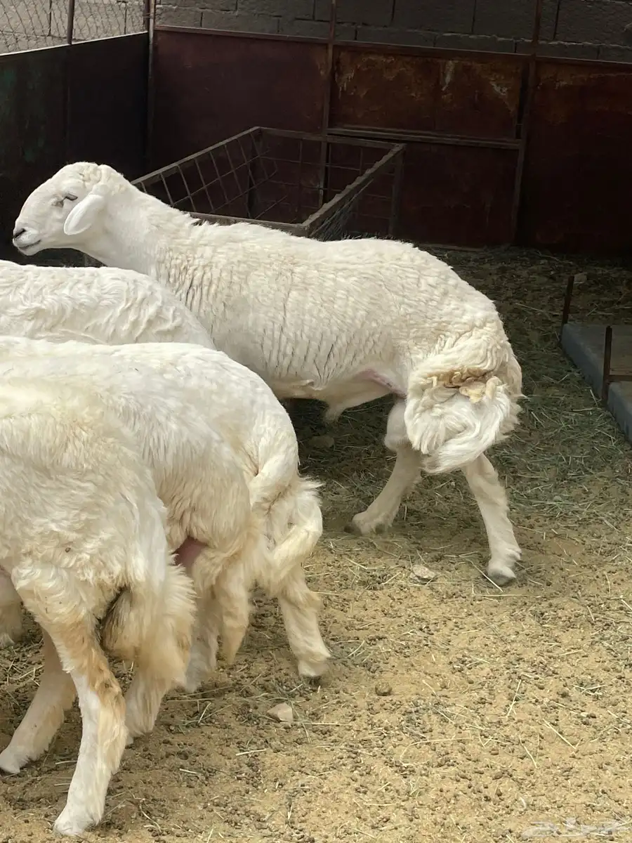 خرفان جبرات وصنف سمان فل شحم العدد 15 6