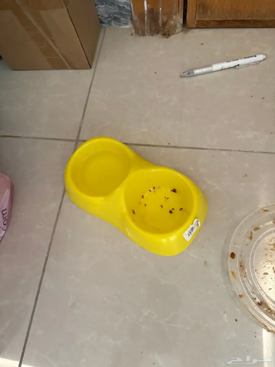 قطه شيرازي انثى 5