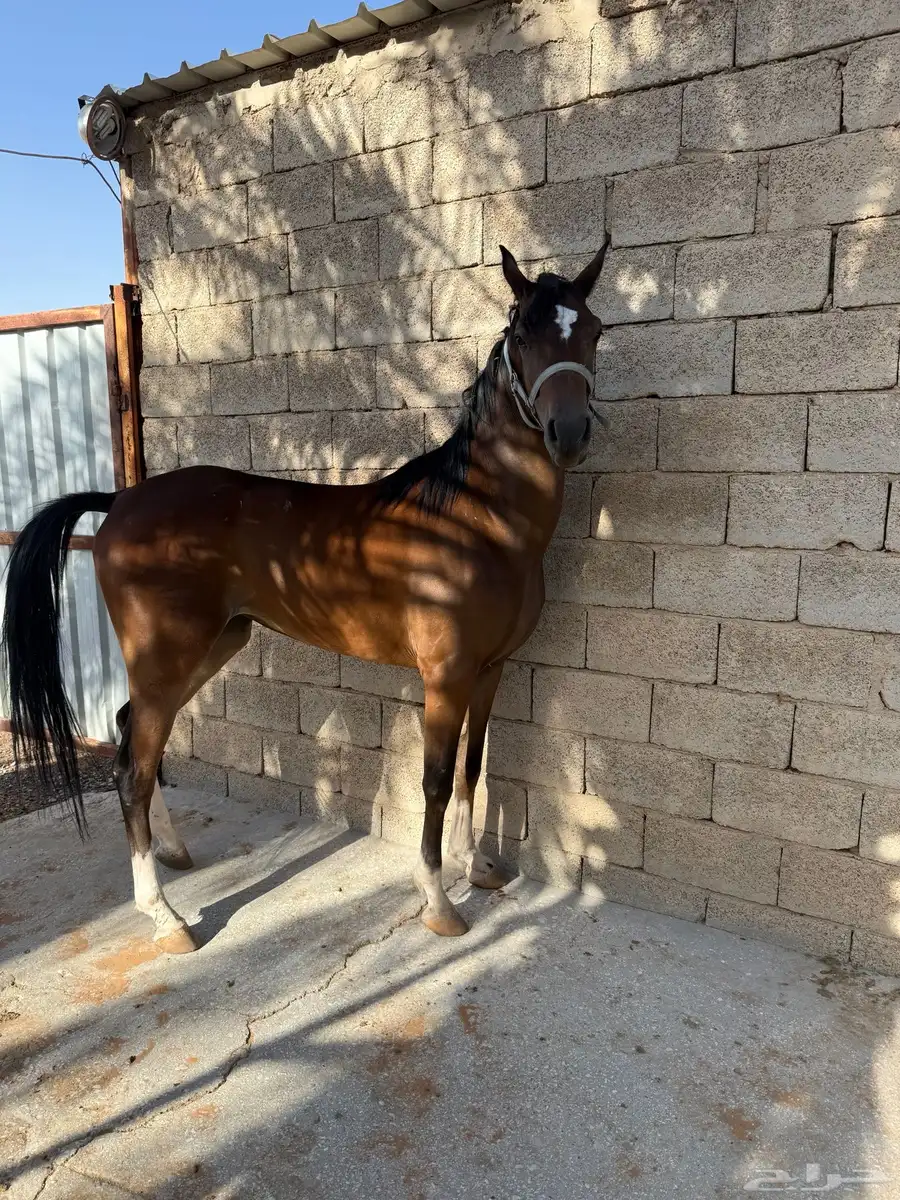 مهره 0