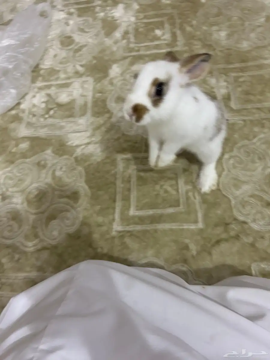 أرنب 0