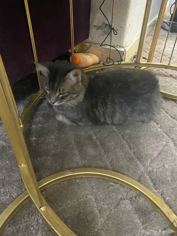 ثنين قطط للبيع صغيره وكبيره 2