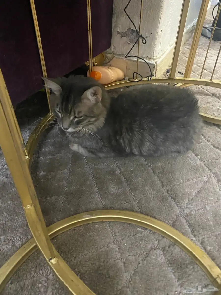 ثنين قطط للبيع صغيره وكبيره 2
