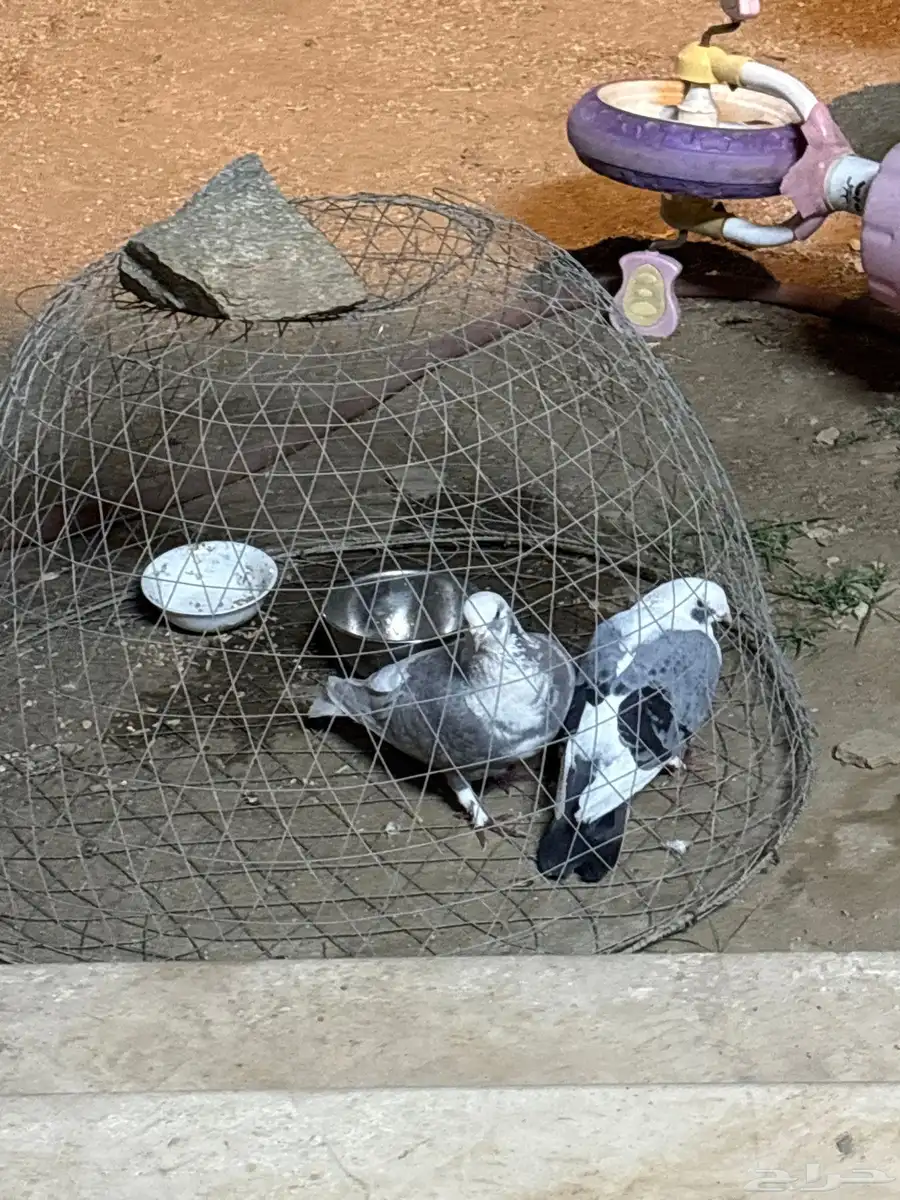 جوز حب الرمان 0