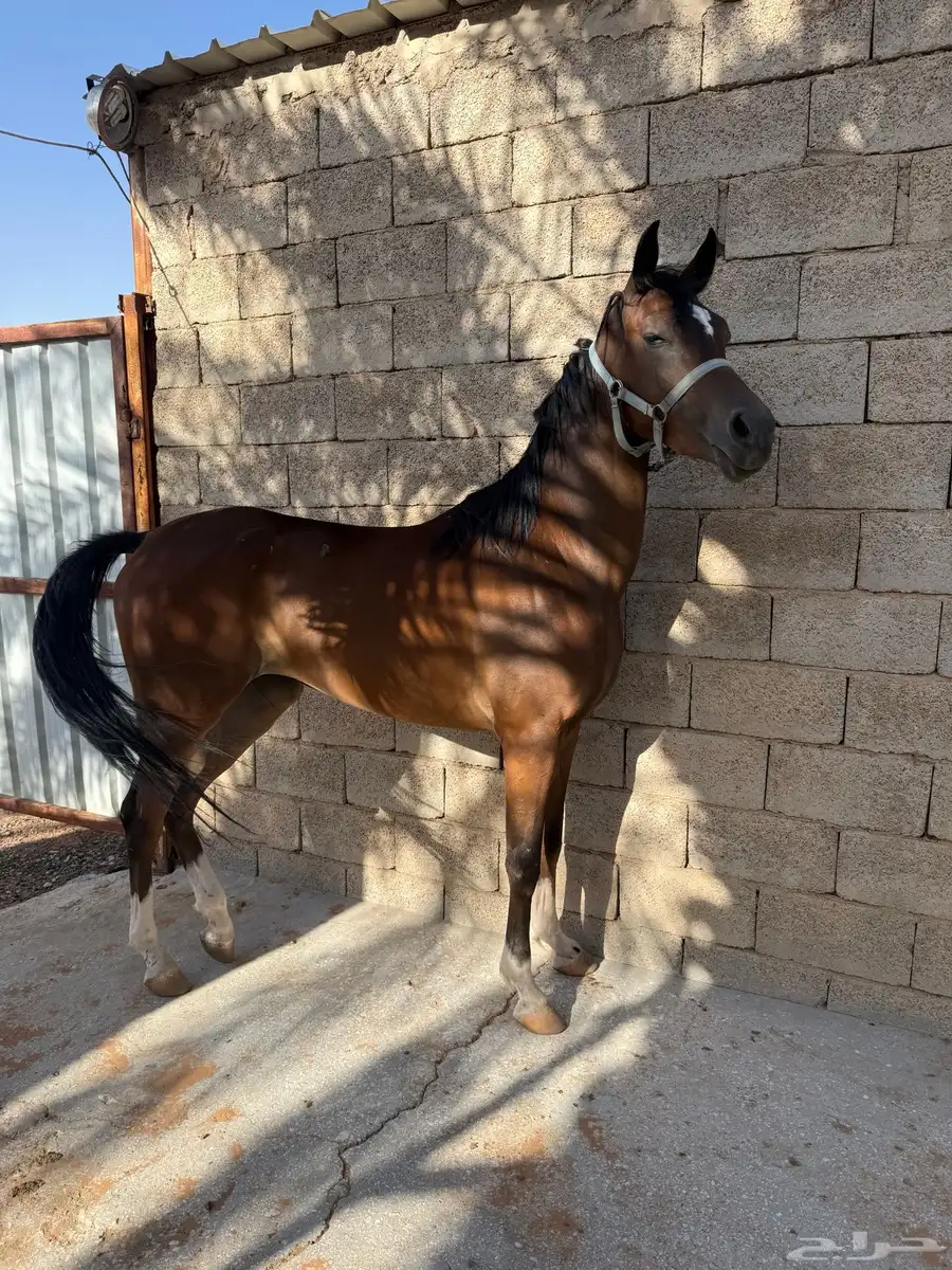 مهره 1