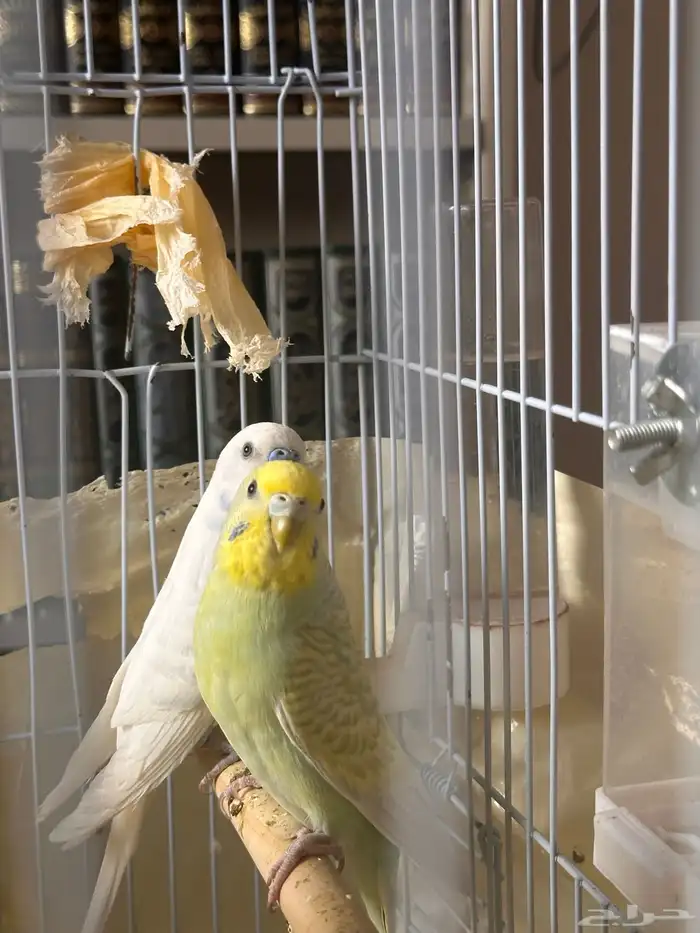 زوج بادجي (طيور حب) للبيع 1