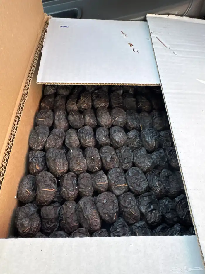 عجوة المدينة الكيلو ب 50 0