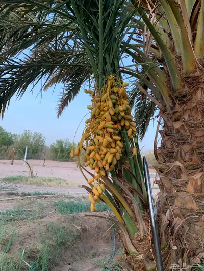 ونان مجدول صقعي 9