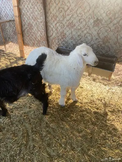 خروف للبيع الموقع الذيبيه 1