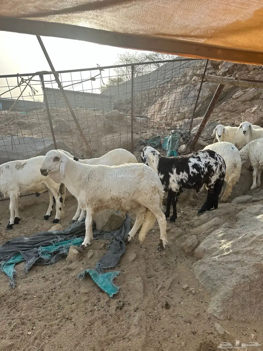 سواكني مرباه 3