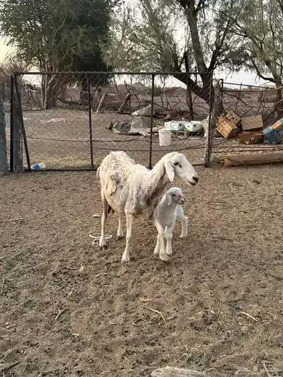 للبيع نعجه تحتها رخل 6