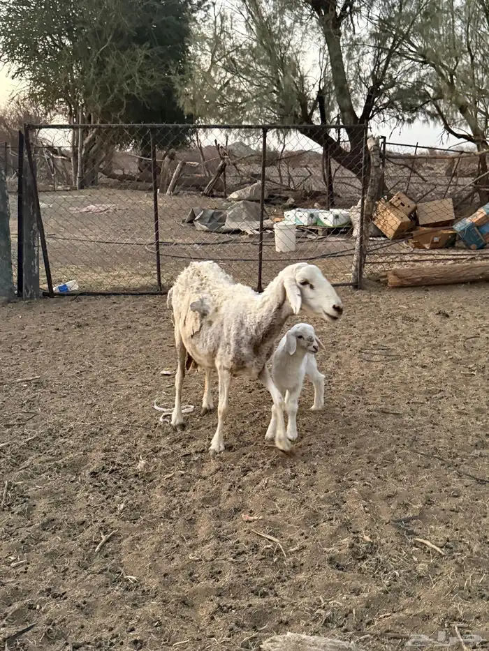 للبيع نعجه تحتها رخل 6