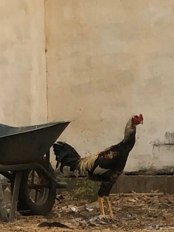انوع دجاج ذكر ونثى 2