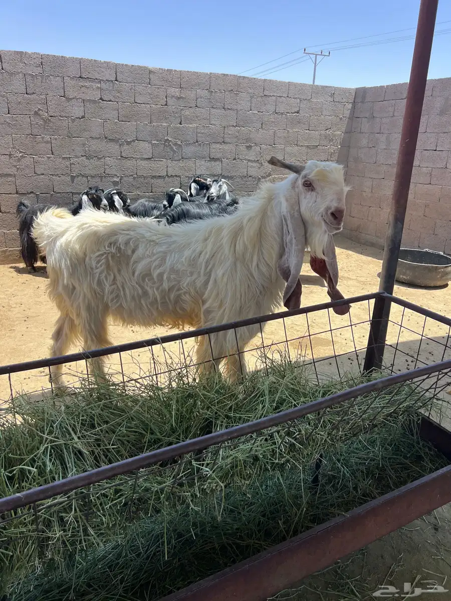 تيوس فحول ثنين 3