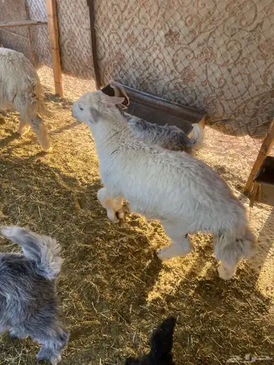 خروف للبيع الموقع الذيبيه 3