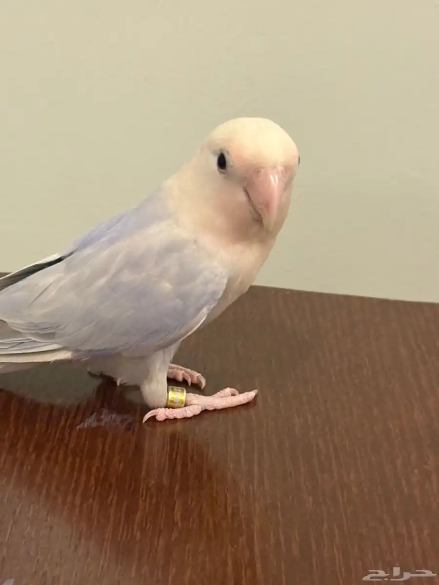 للبيع طيور البينو 1