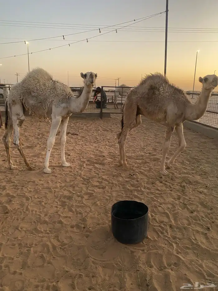 حيران طيبه 2