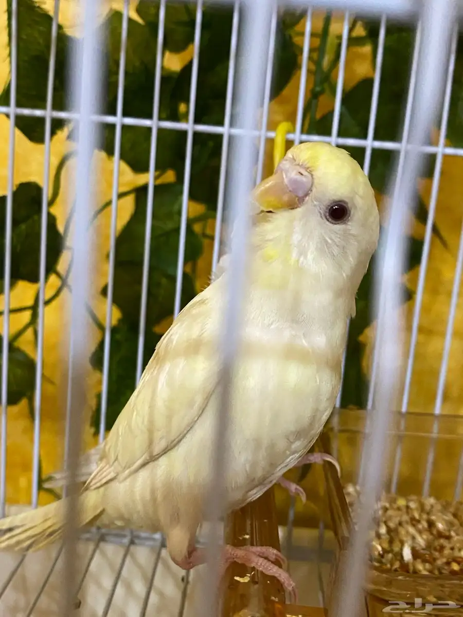 ببغاء باجي البينو 0