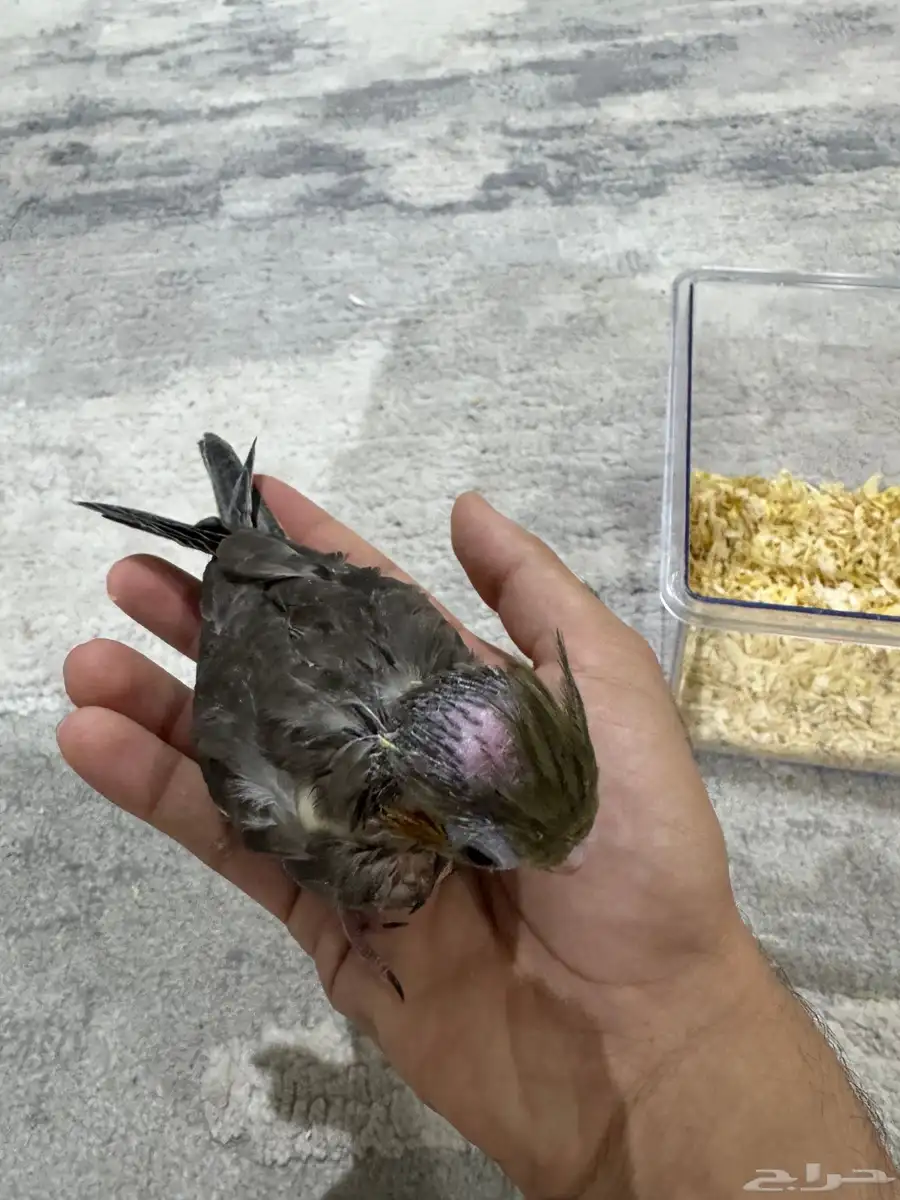 فرخ كروان للبيع 5