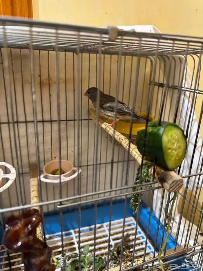 قري طايفي ذكر 4