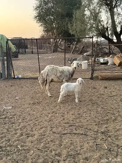 للبيع نعجه تحتها رخل 5