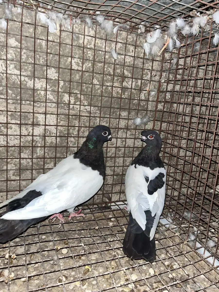 حمام 7