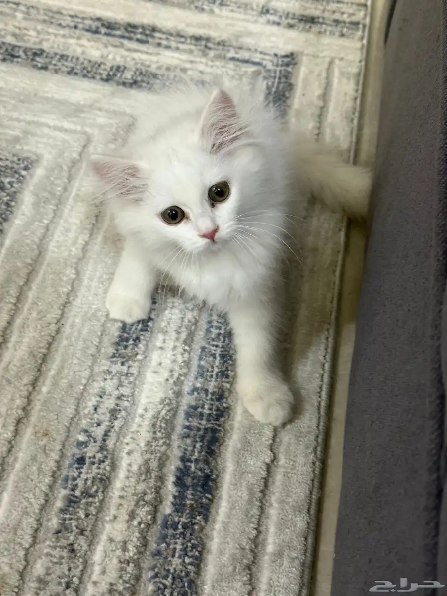 قطه شيرازي انثى 0