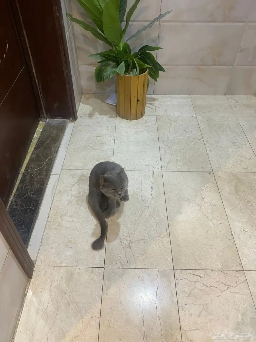 قط سكوتش شيرازي للتبني 0