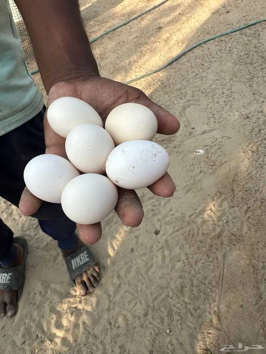 دجاج عربي ترثه تم البيع تم البيع 1