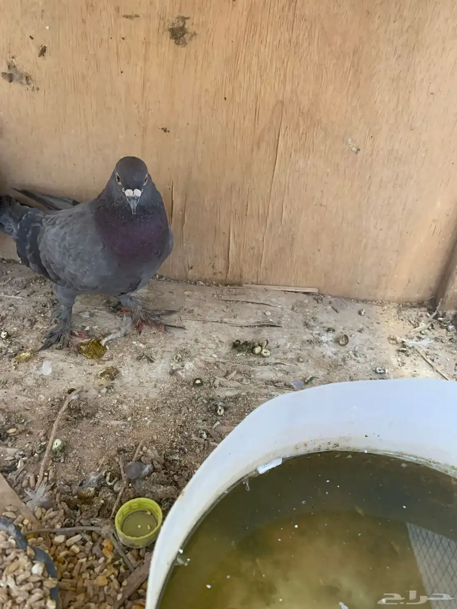 حمام للبيع 2
