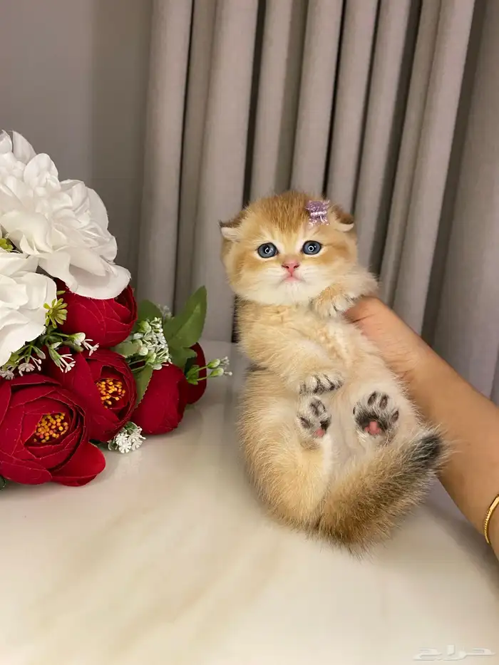 قطط للبيع سكوتش 6