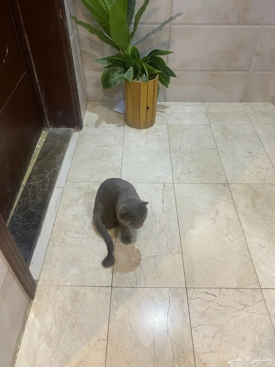 قط سكوتش شيرازي للتبني 2