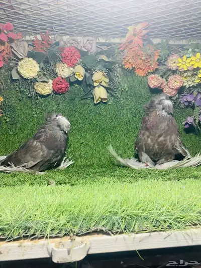للبيع طبه بخاره 5