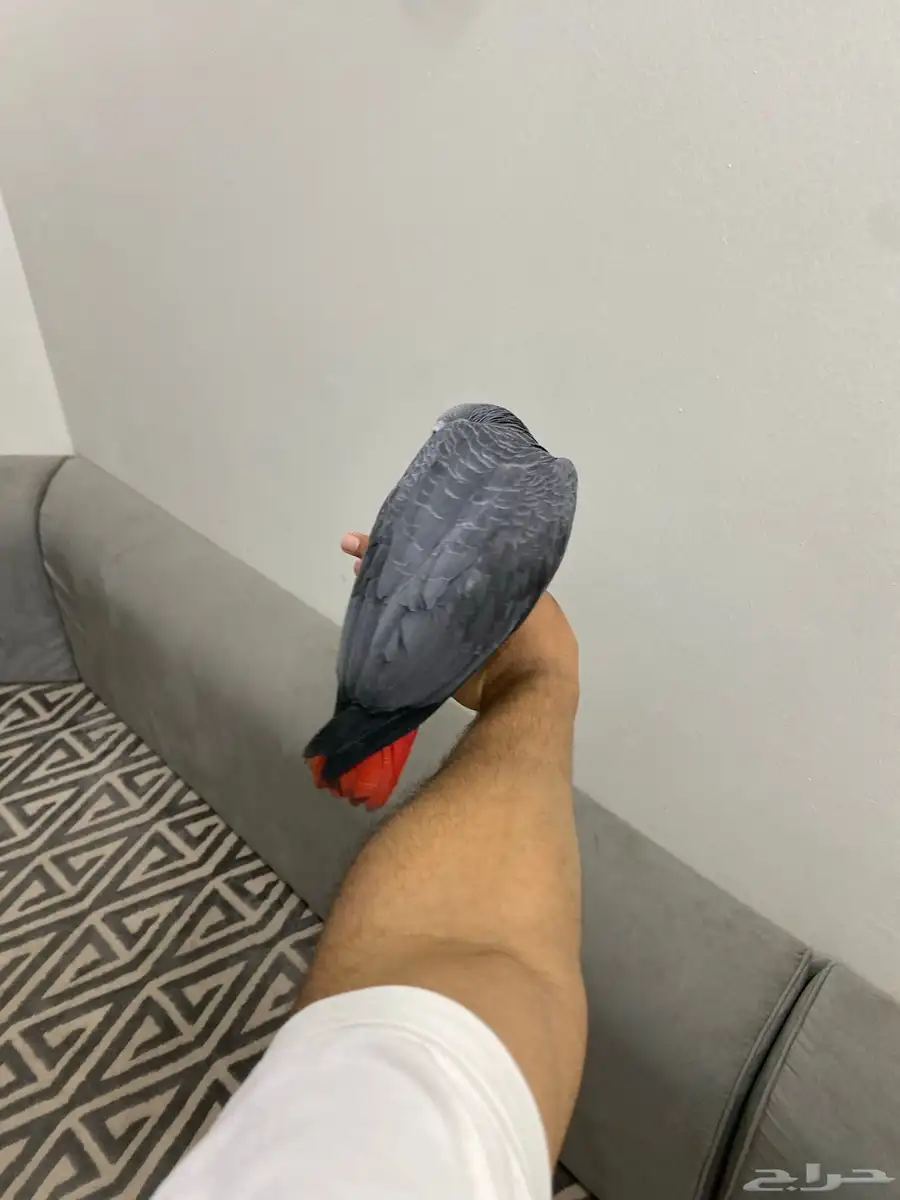 طيور 1