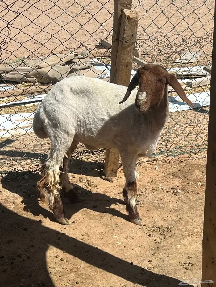 جذعه نعيميه 3