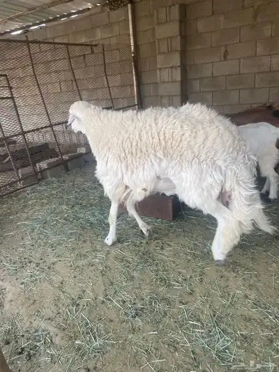 غنم 3
