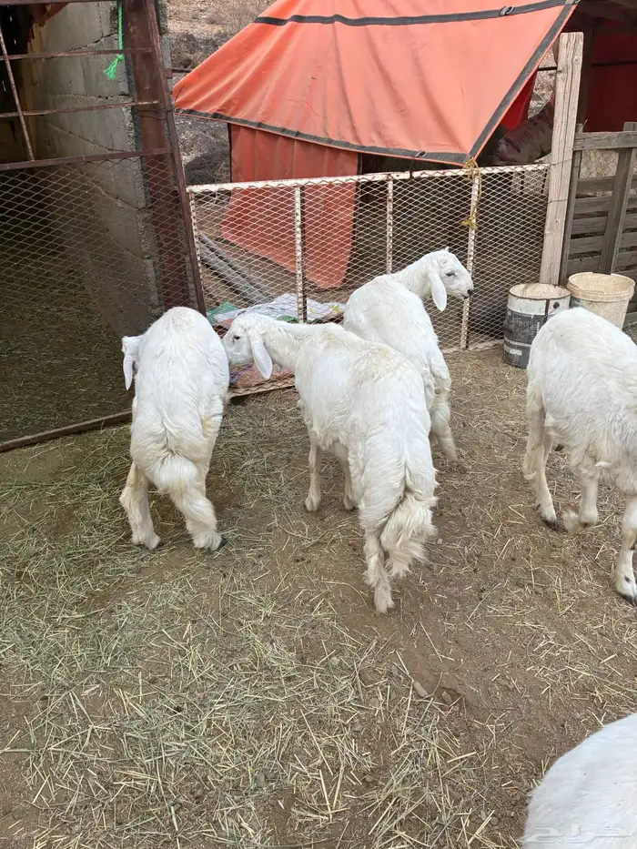 طليان للبيع 1