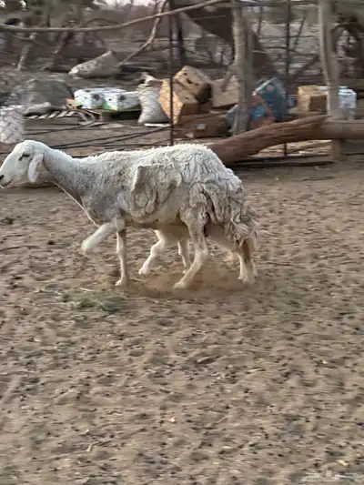 للبيع نعجه تحتها رخل 7