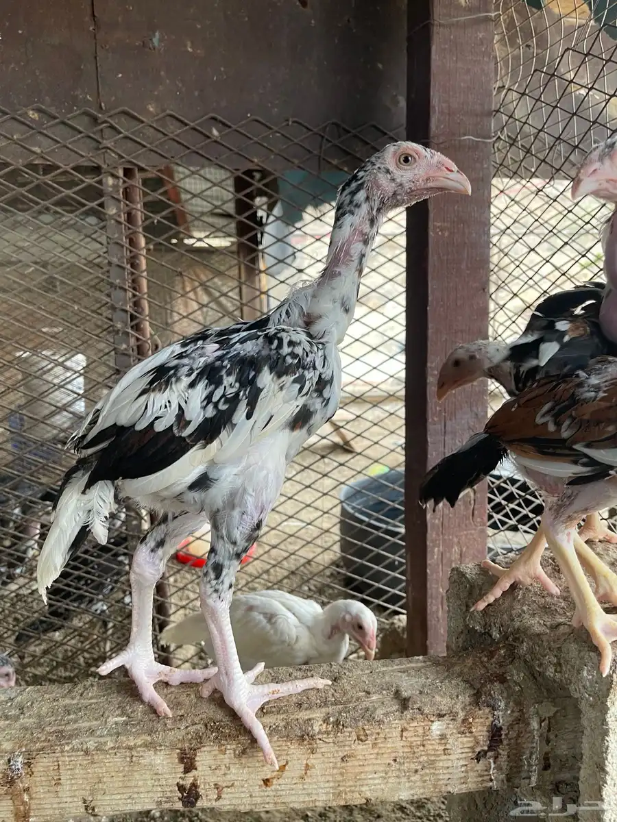 فروخ دجاج سندي 5