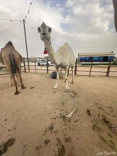 عدد 3. لقحه وضروبتين 2