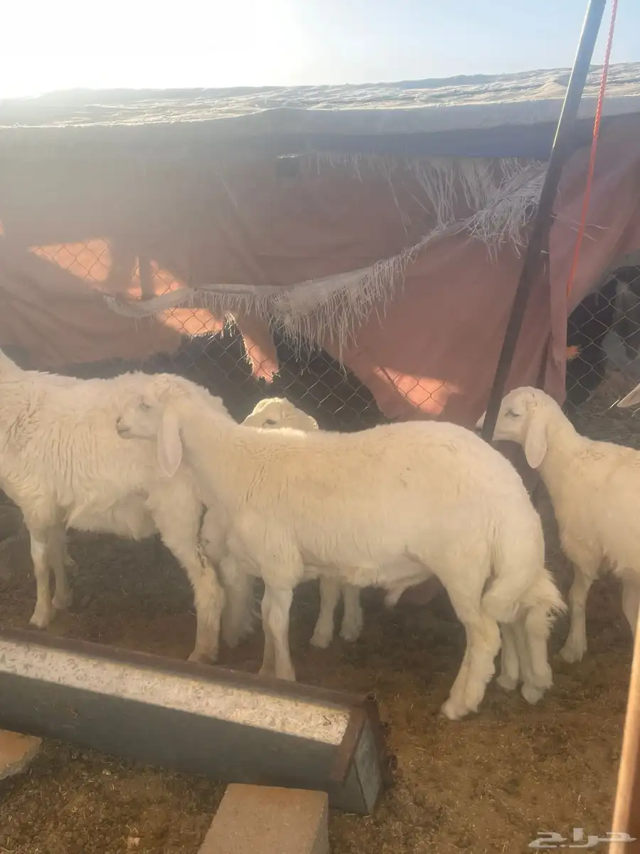 للبيع خرفان حريات 0