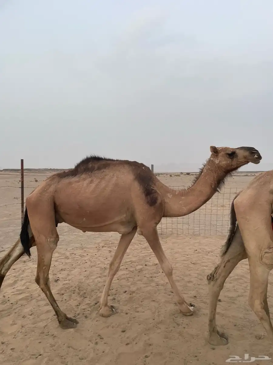 خلفه البيع معها قعود 0