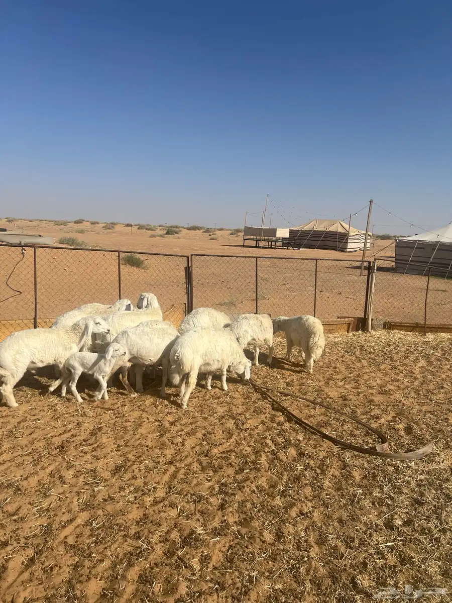 خرفان خري 1