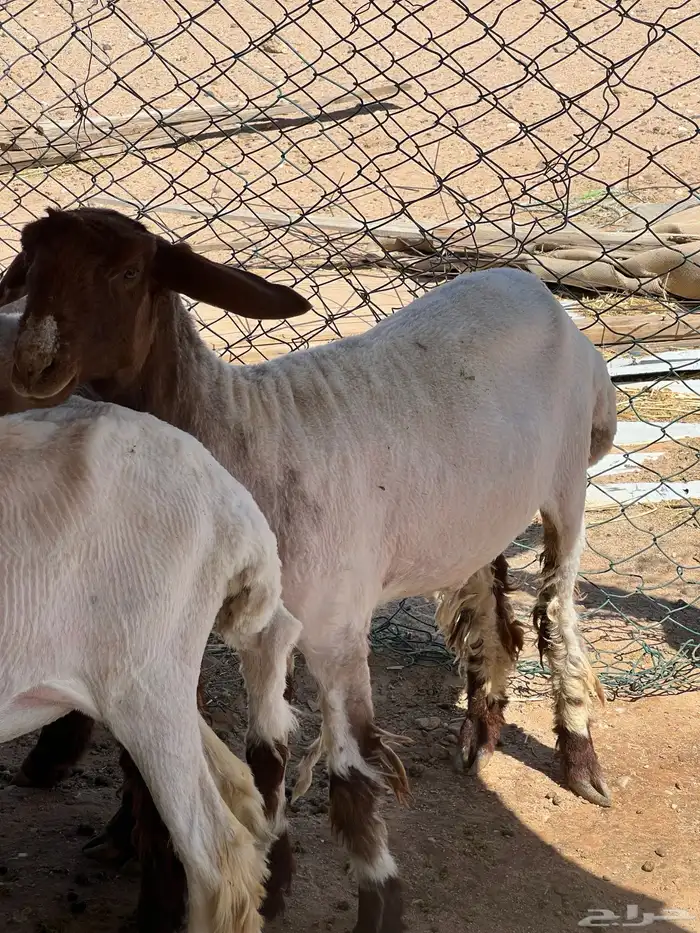 جذعه نعيميه 5