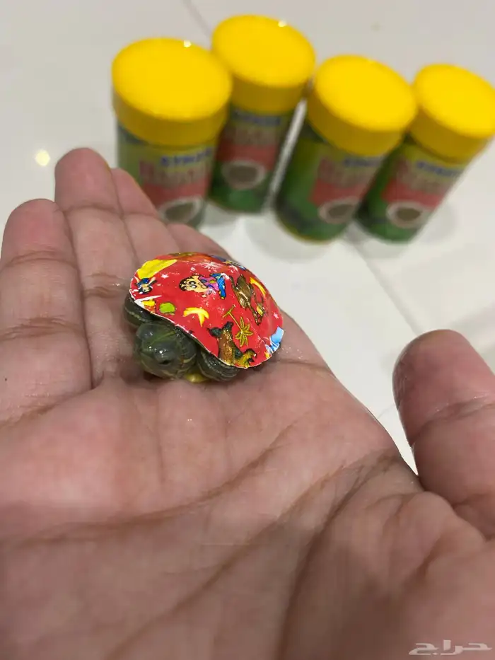 سلاحف جميله 0