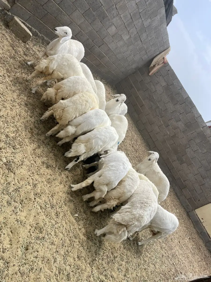 خرفان جبرات وصنف سمان فل شحم العدد 15 9
