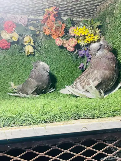 للبيع طبه بخاره 2