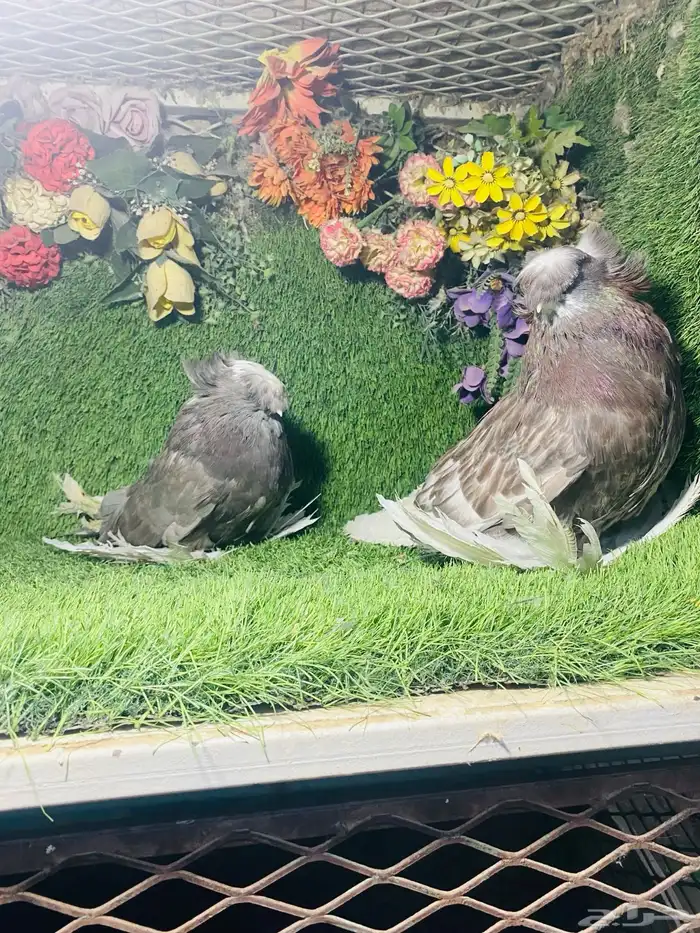 للبيع طبه بخاره 2